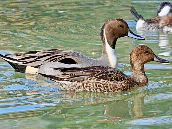 Pintail, Northern 04 by Dick Daniels (http://carolinabirds.org/) is licensed under CC-SA 3.0.